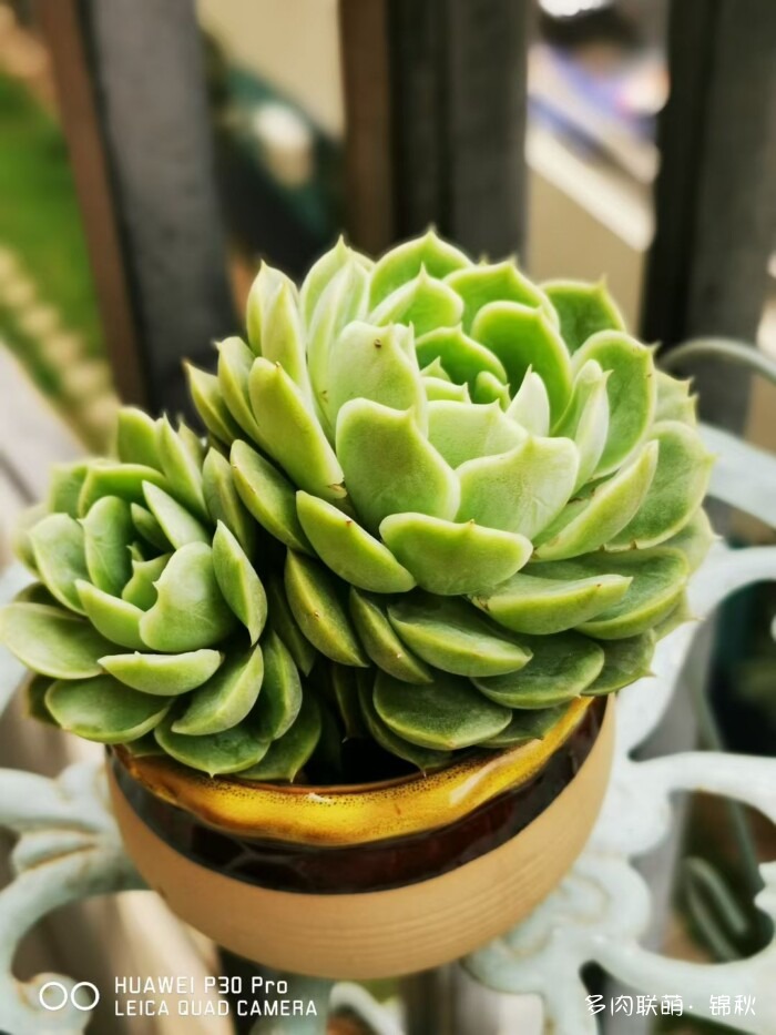 朋友圈好看的多肉