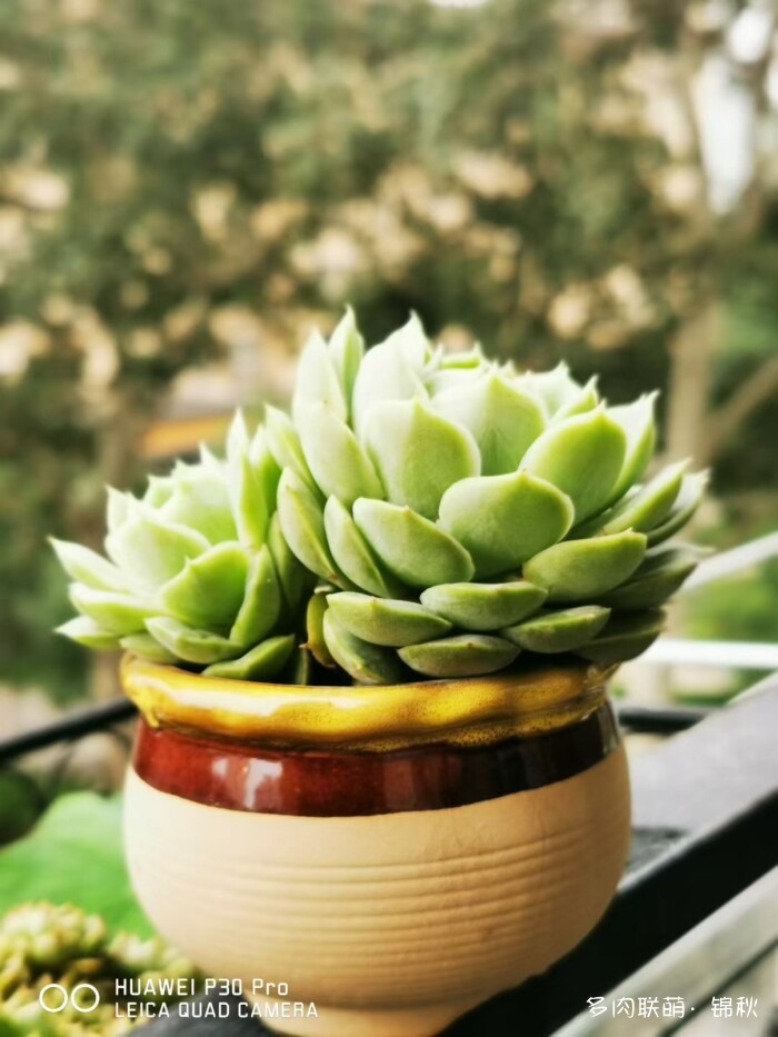 朋友圈好看的多肉