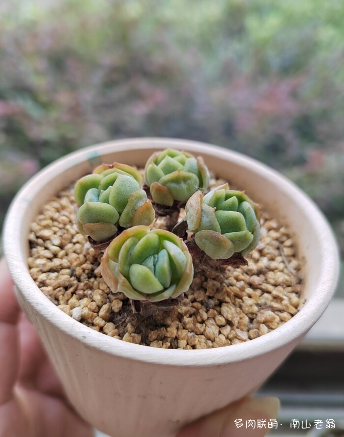 同事一起养的多肉