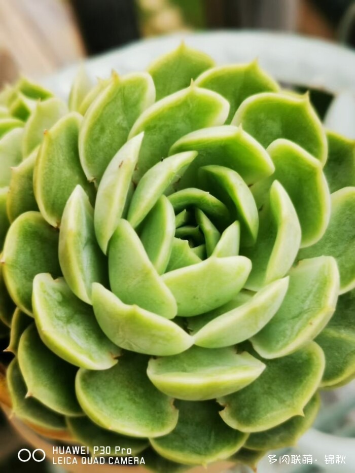 朋友圈好看的多肉