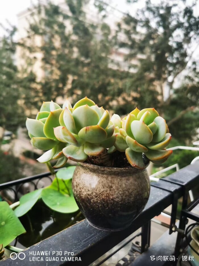 朋友圈好看的多肉