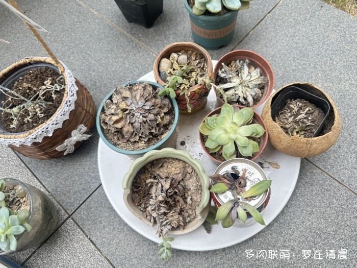 夏日高温死去的多肉