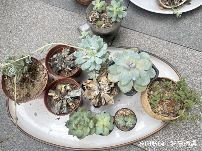 夏日高温死去的多肉