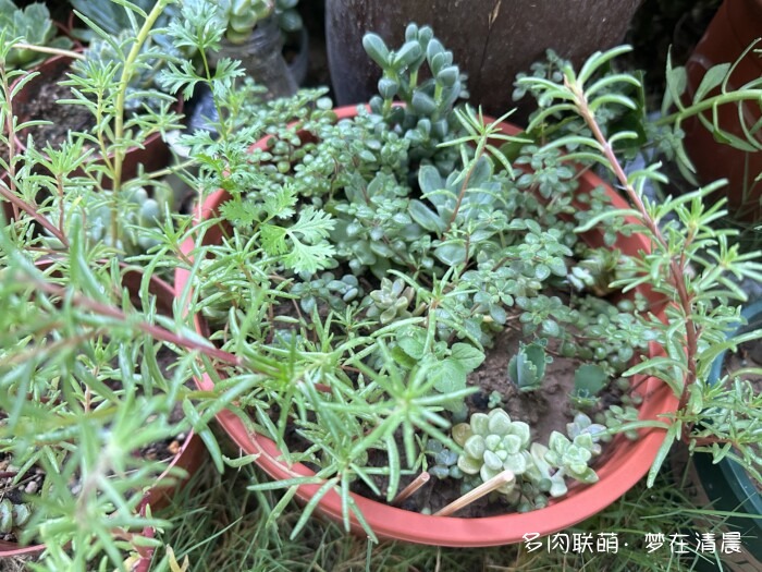 夏日高温死去的多肉