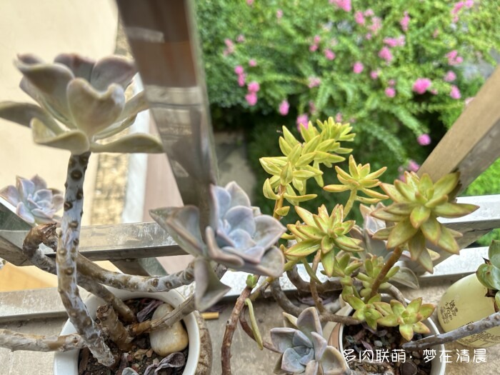夏日高温死去的多肉