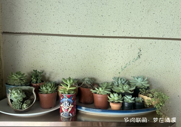 夏日高温死去的多肉