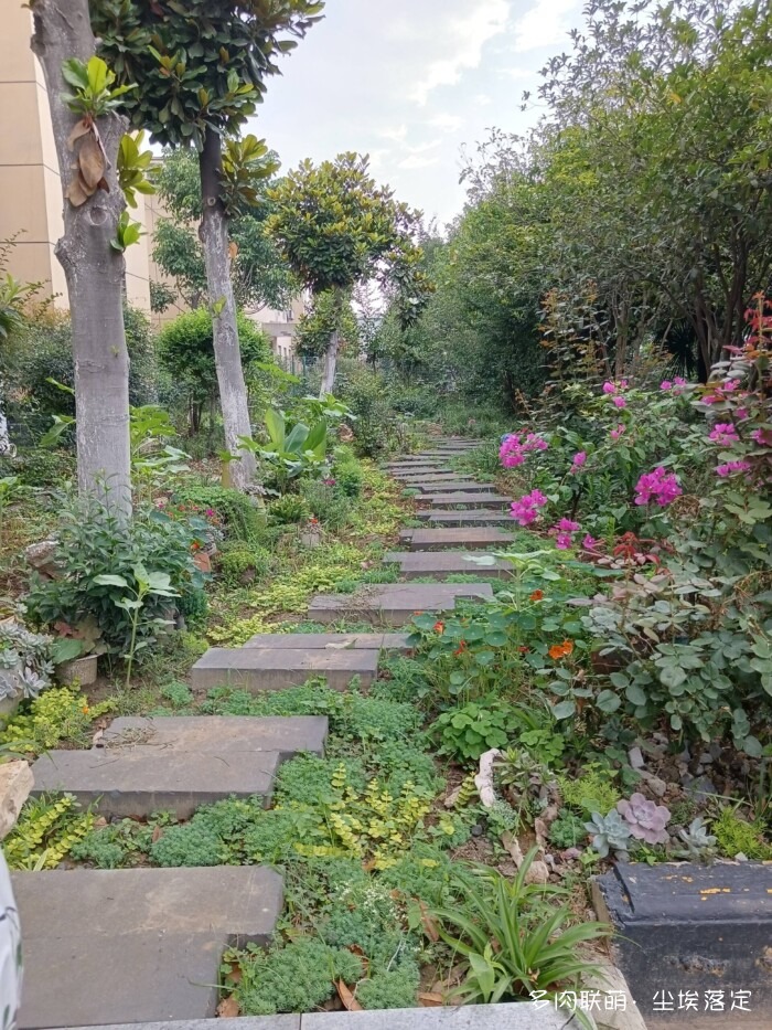 花园中的多肉和景色