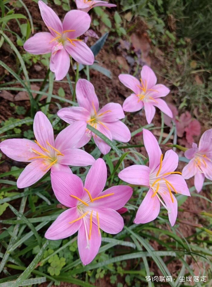 花园中的多肉和景色