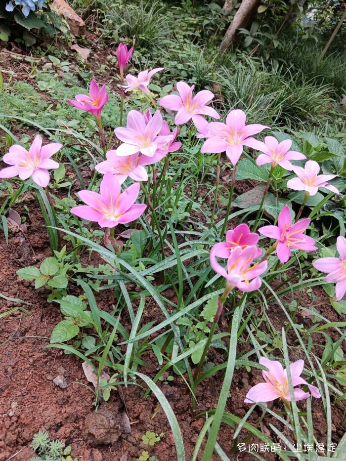 花园中的多肉和景色