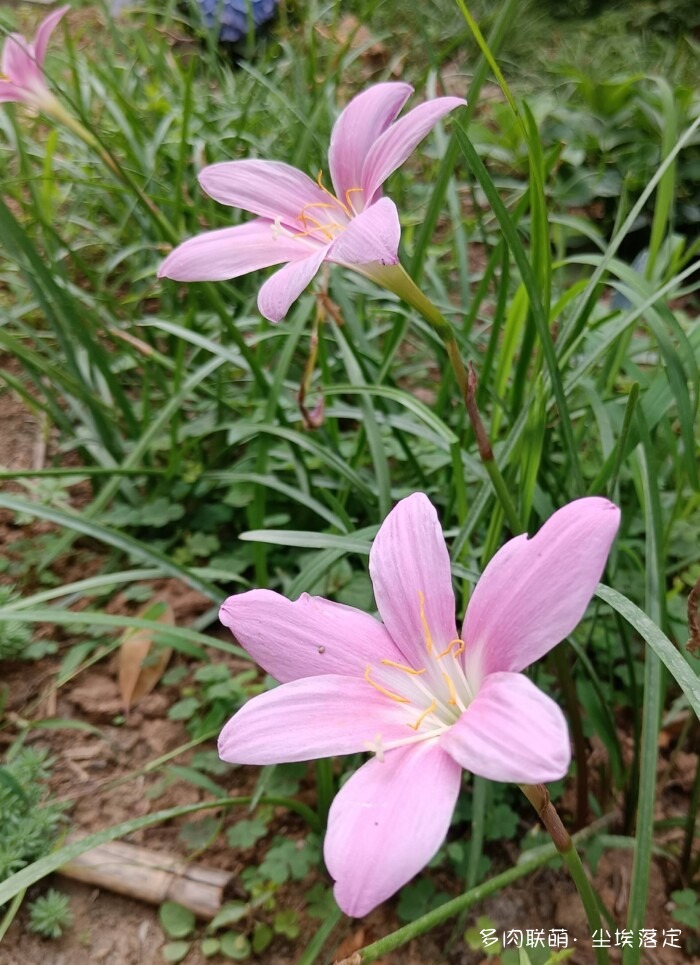 花园中的多肉和景色