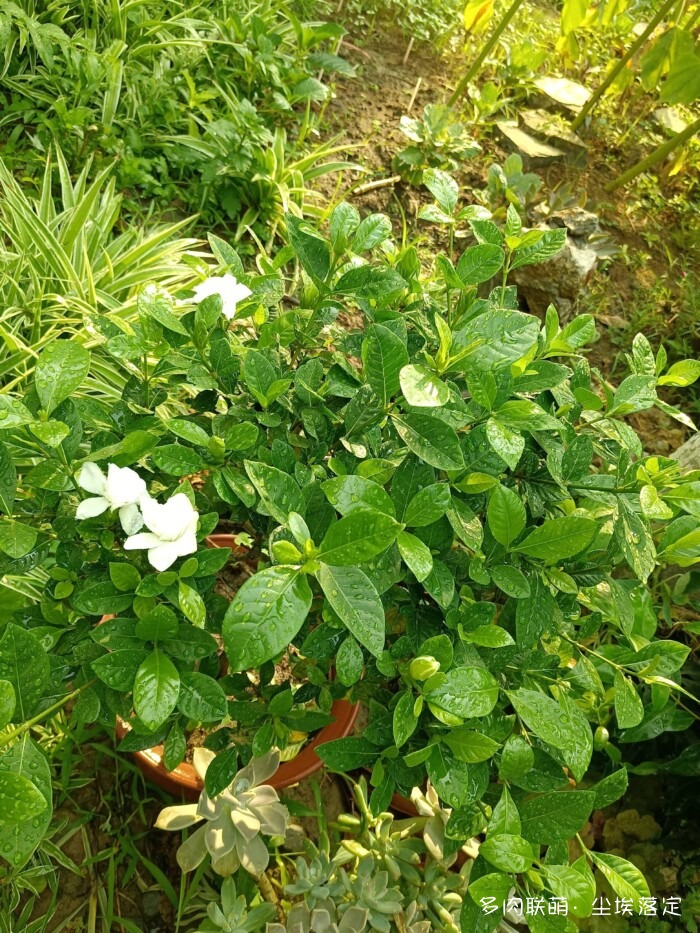 花园中的多肉和景色