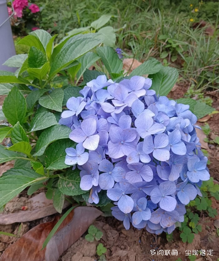 花园中的多肉和景色