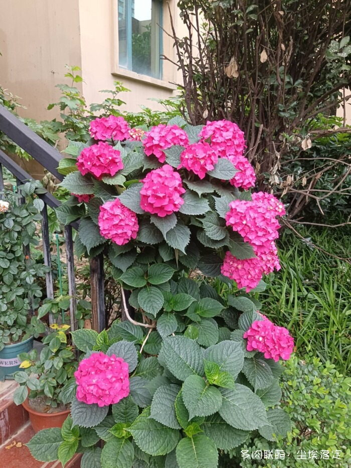 花园中的多肉和景色