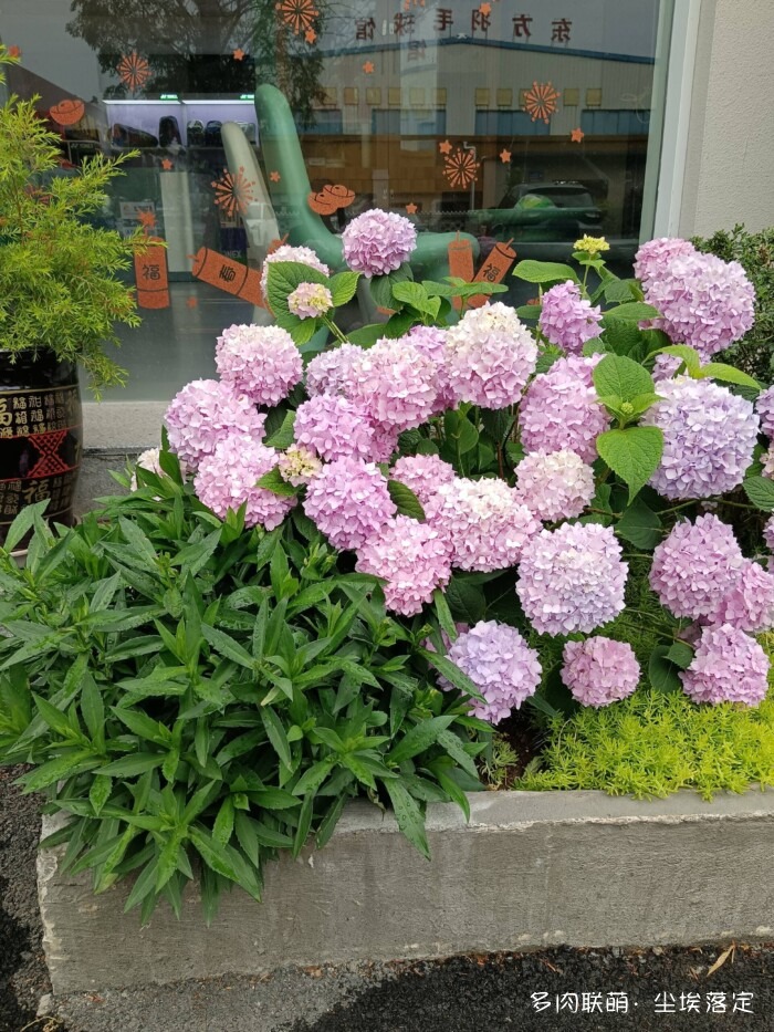 花园中的多肉和景色