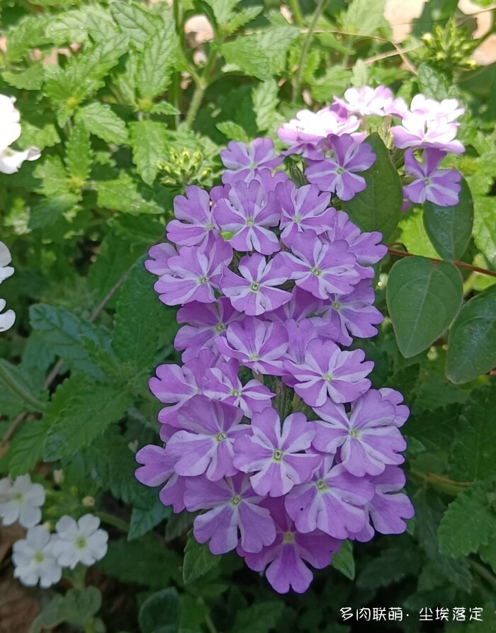 花园中的多肉和景色