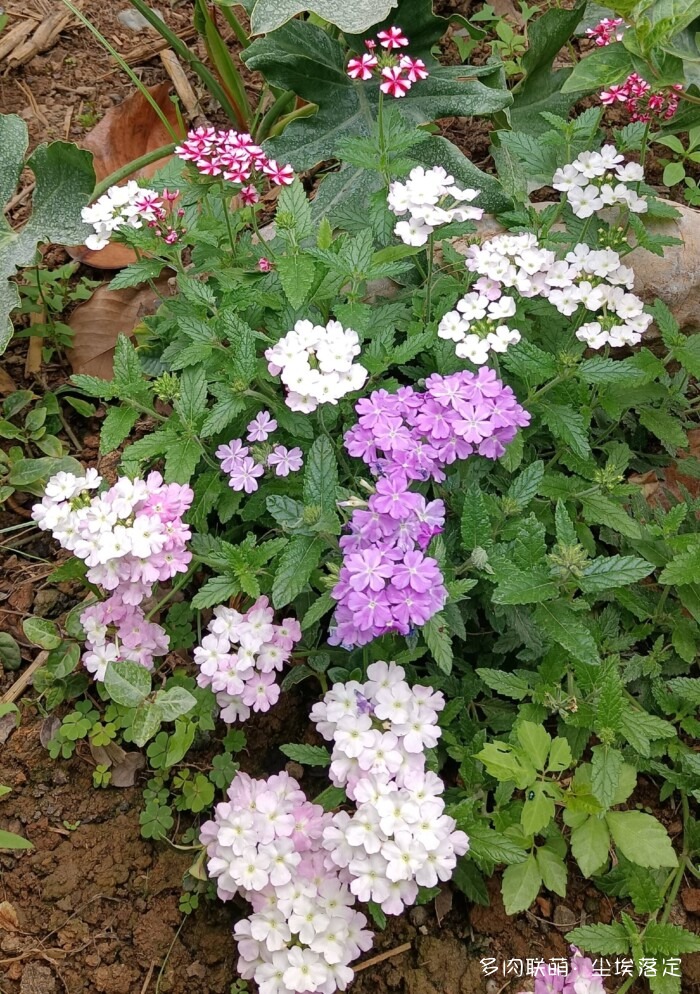 花园中的多肉和景色