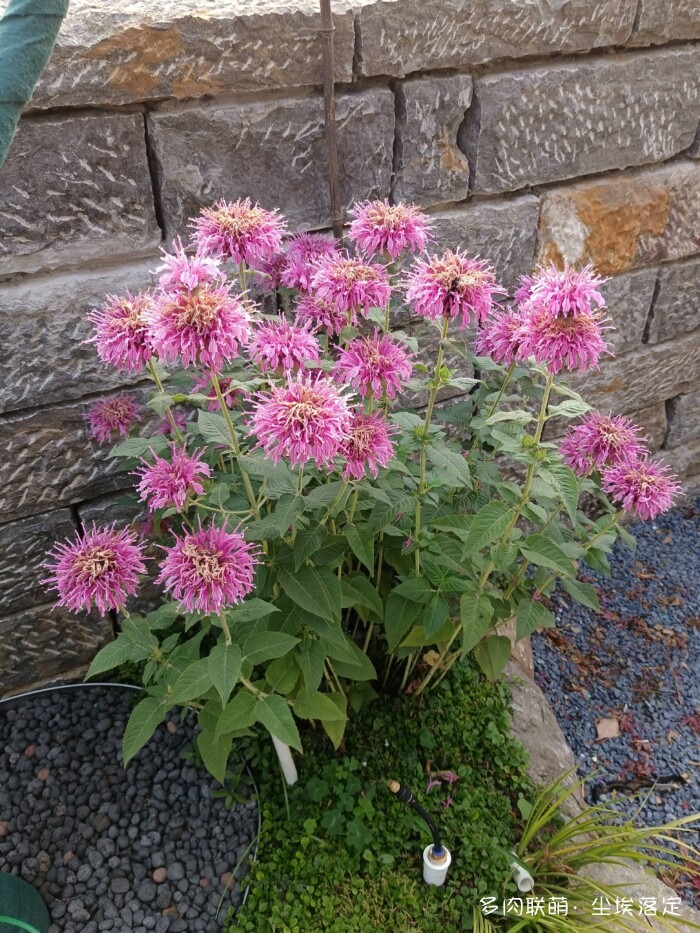 花园中的多肉和景色
