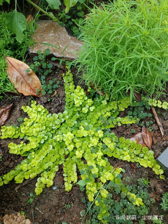 花园中的多肉和景色