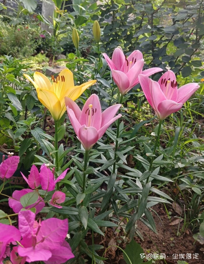 花园中的多肉和景色