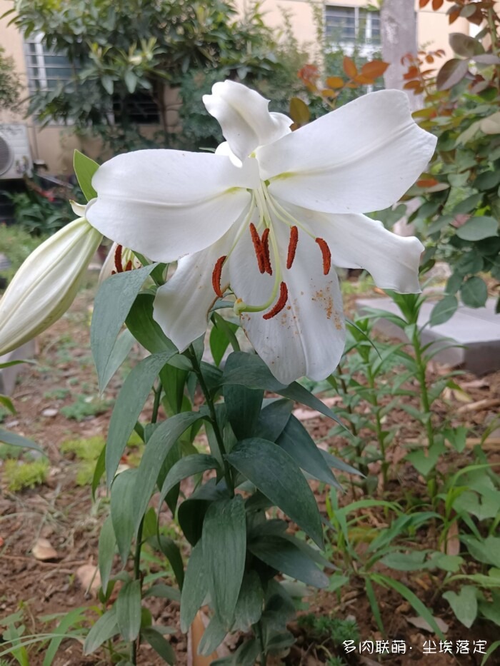 花园中的多肉和景色