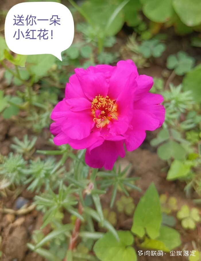 花园中的多肉和景色