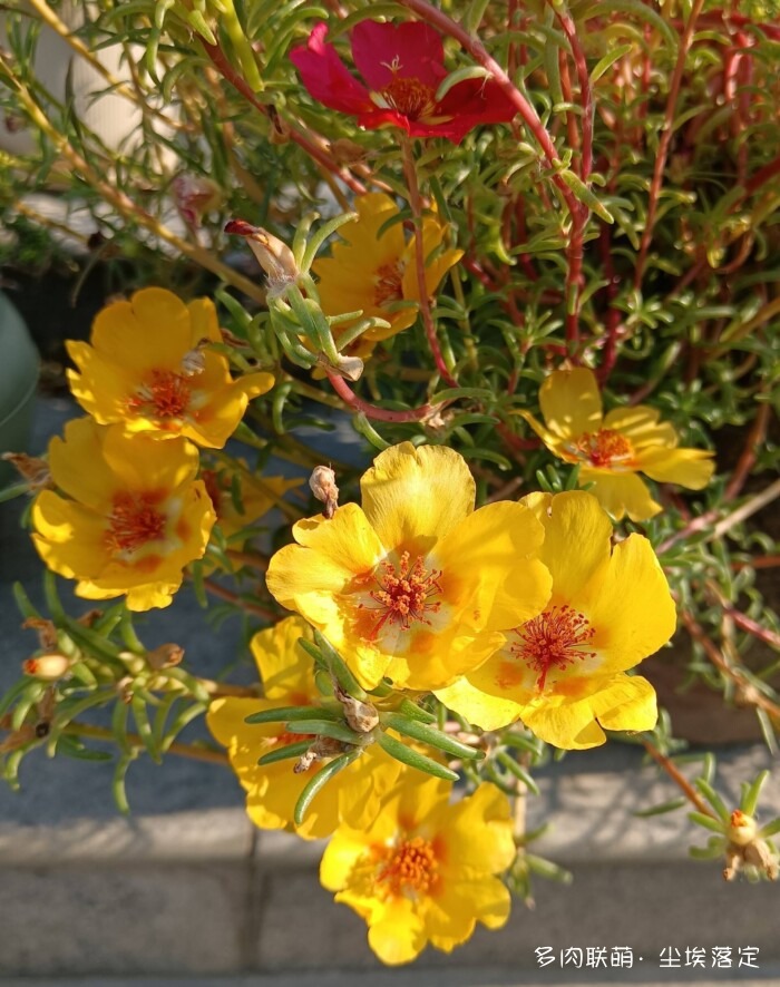 花园中的多肉和景色