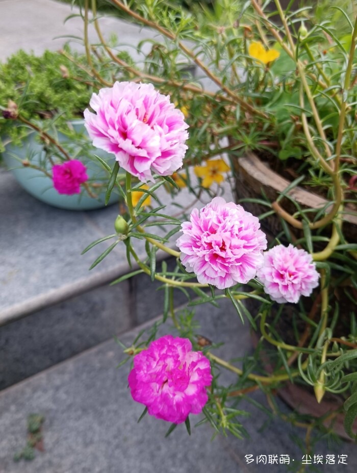 花园中的多肉和景色