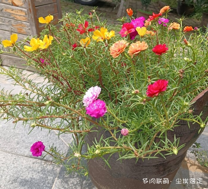 花园中的多肉和景色