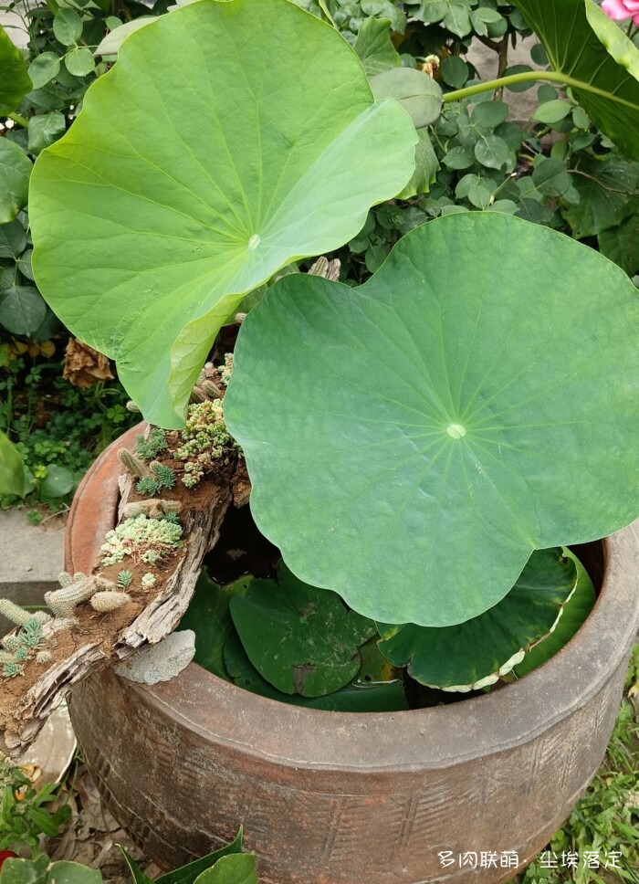 花园中的多肉和景色