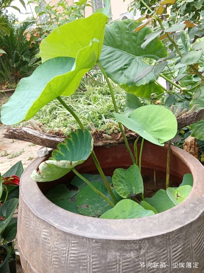 花园中的多肉和景色