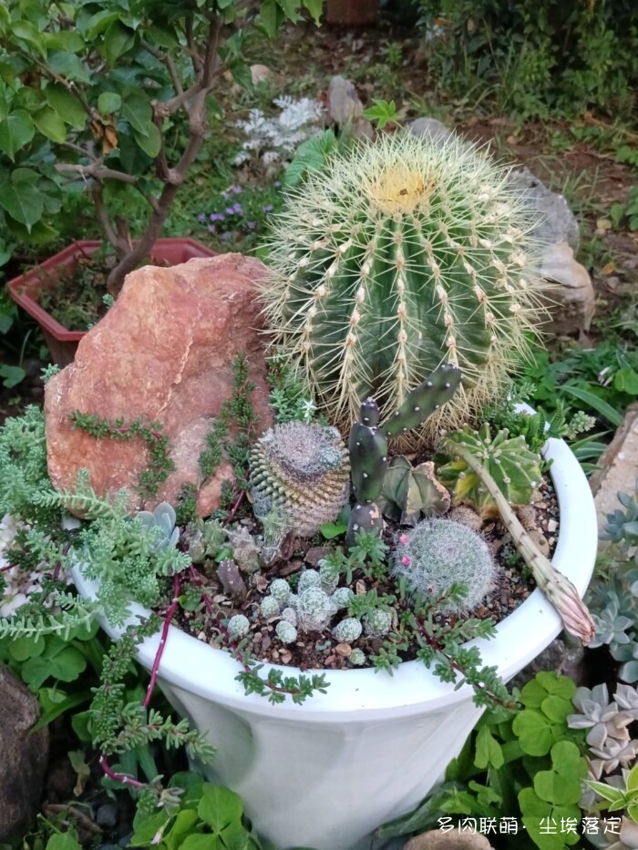 花园中的多肉和景色