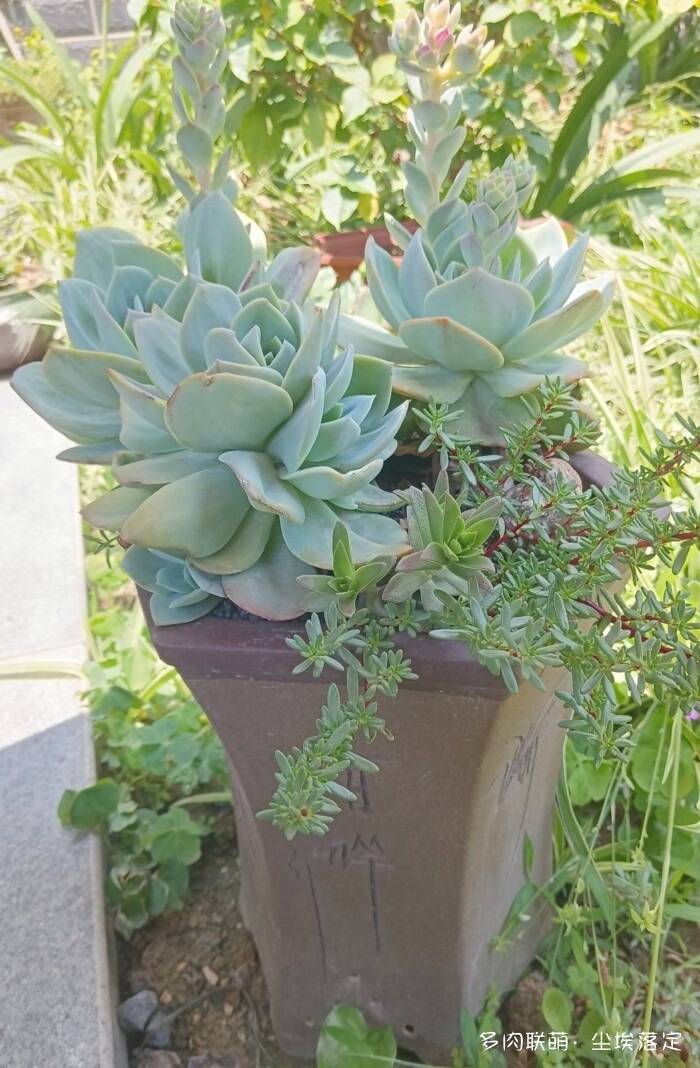 花园中的多肉和景色