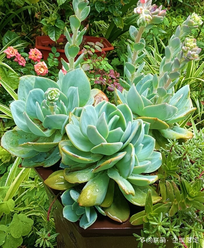 花园中的多肉和景色