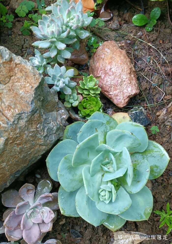 花园中的多肉和景色