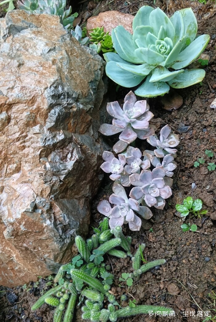 花园中的多肉和景色