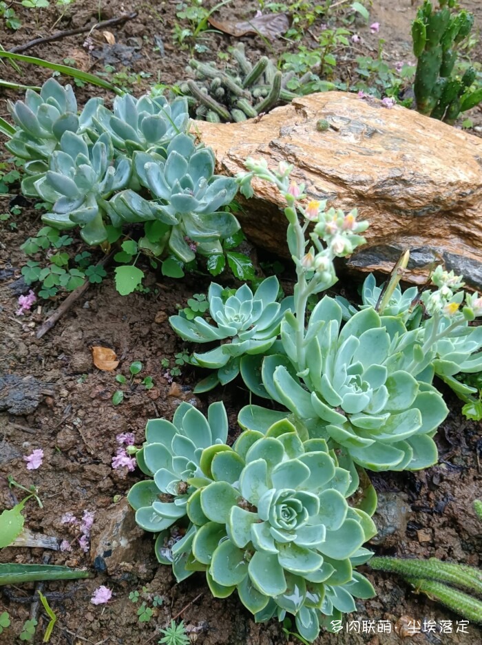花园中的多肉和景色