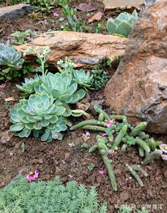 花园中的多肉和景色
