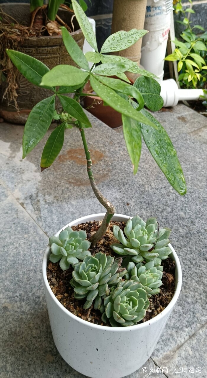 花园中的多肉和景色
