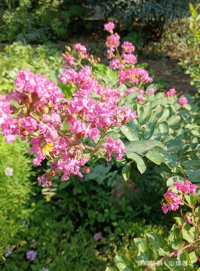 花园中的多肉和景色