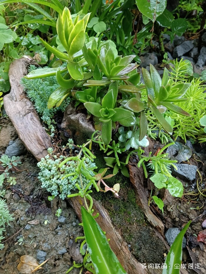 花园中的多肉和景色
