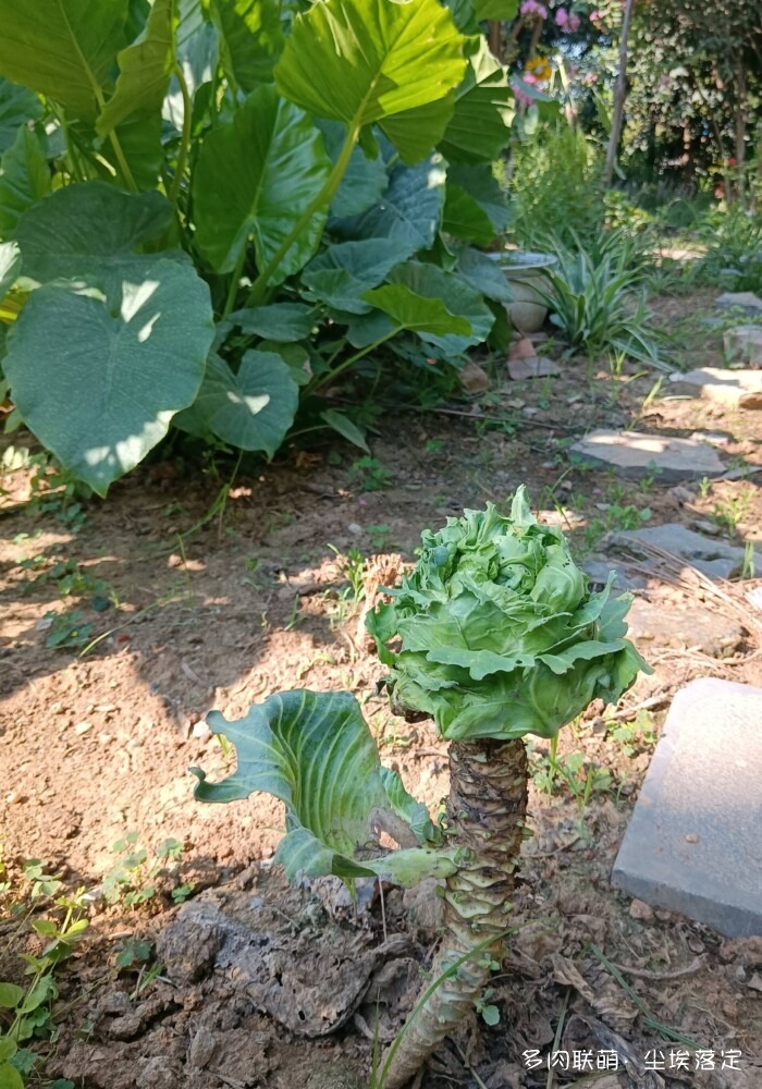 花园中的多肉和景色