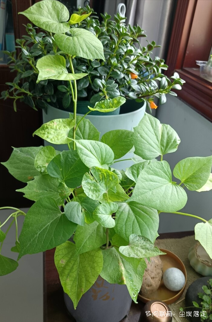 花园中的多肉和景色