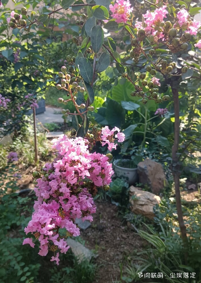 花园中的多肉和景色