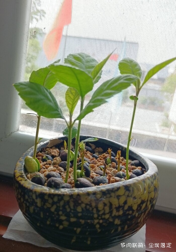 花园中的多肉和景色