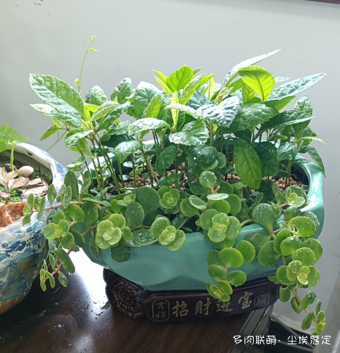 花园中的多肉和景色