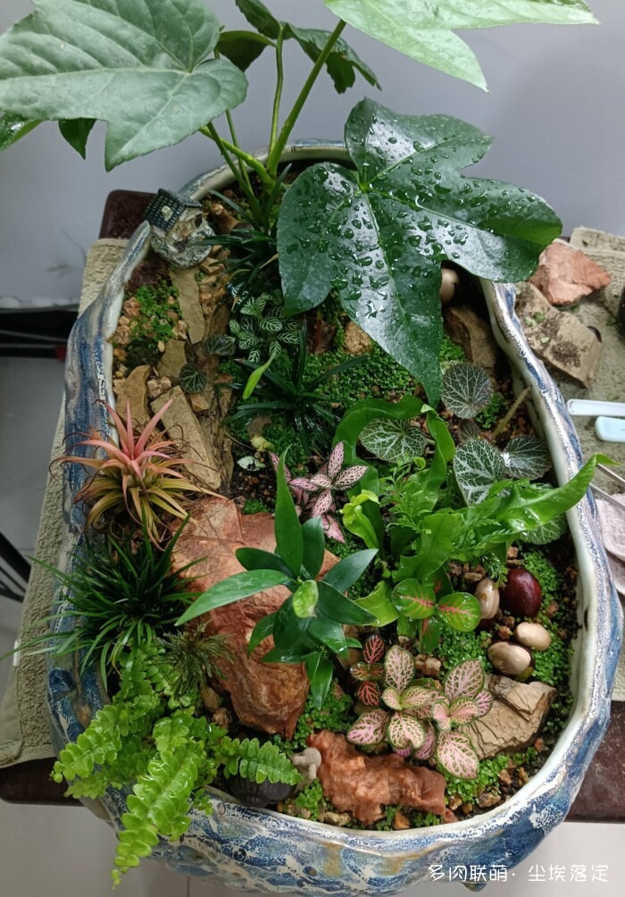 花园中的多肉和景色