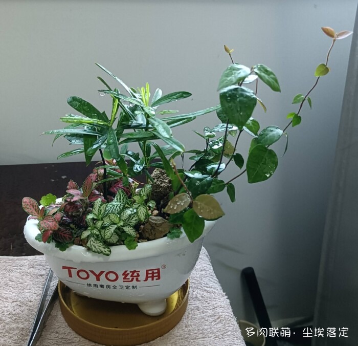 花园中的多肉和景色