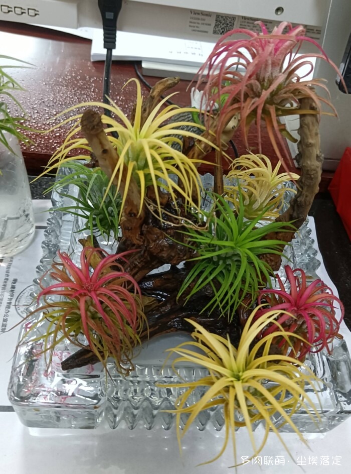 花园中的多肉和景色