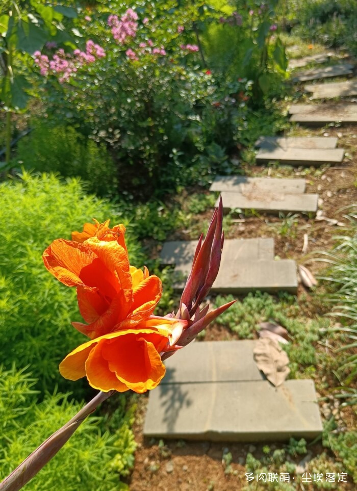 花园中的多肉和景色