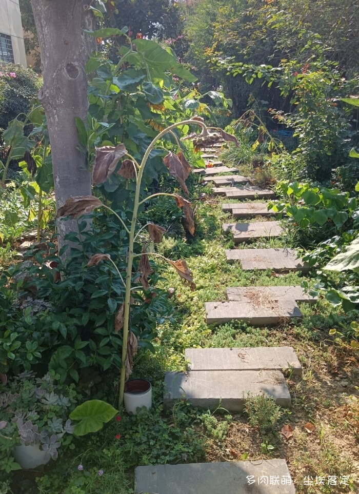 花园中的多肉和景色